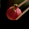Luxury Red Dumpling with Gold Leaf✨